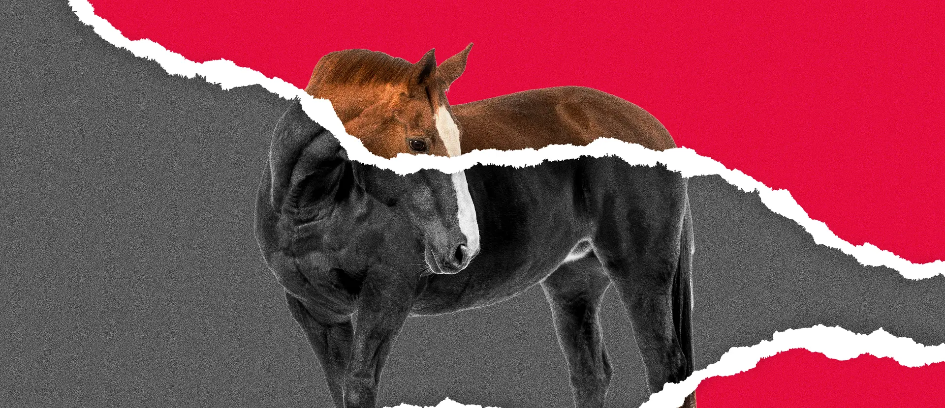 Quanto vale um cavalo campeão da Expointer