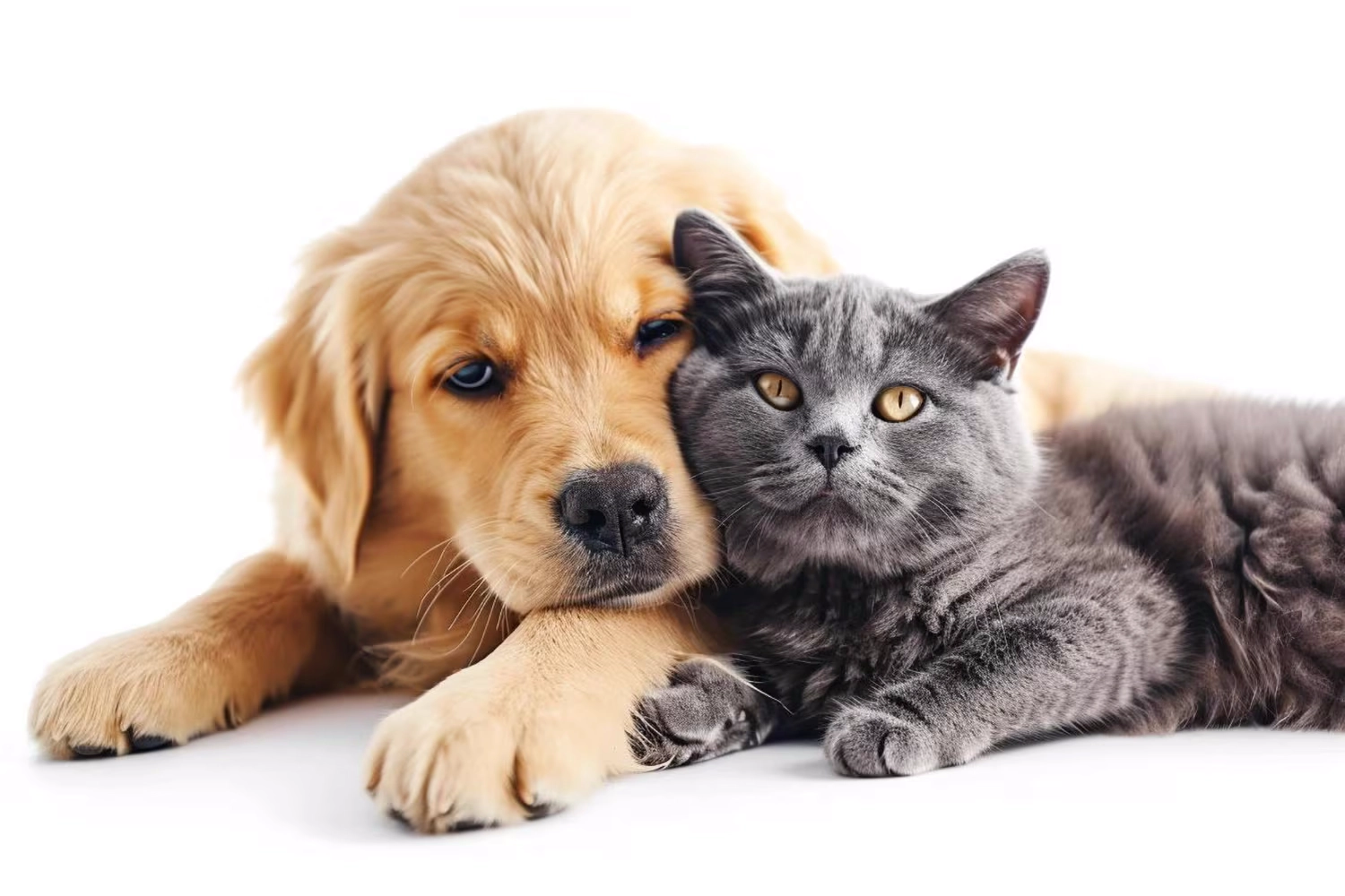 cão e gato